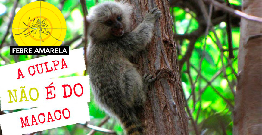 Febre amarela: Macacos não transmitem o vírus da febre