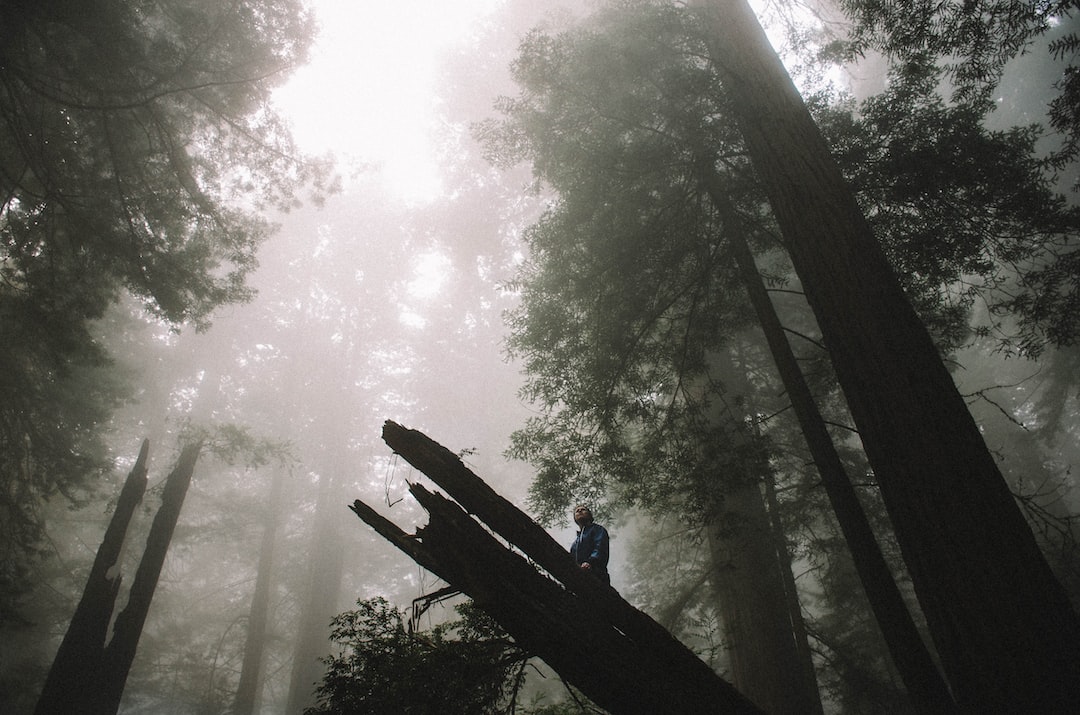 the enchanting allure of forest trails with an image of dappled sunlight filtering through towering emerald trees, illuminating a path blanketed in vibrant moss, as a gentle stream meanders alongside