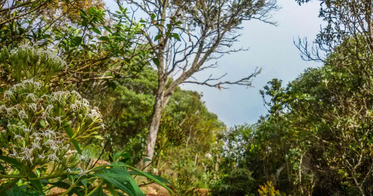 Dicas Essenciais para Excursões em Trilhas para Iniciantes em Natureza