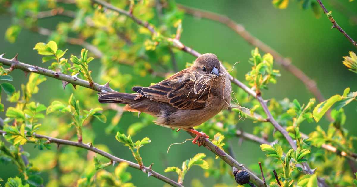 Quais Faunas Podem Ser Encontradas em Trilhas Remotas na Natureza?