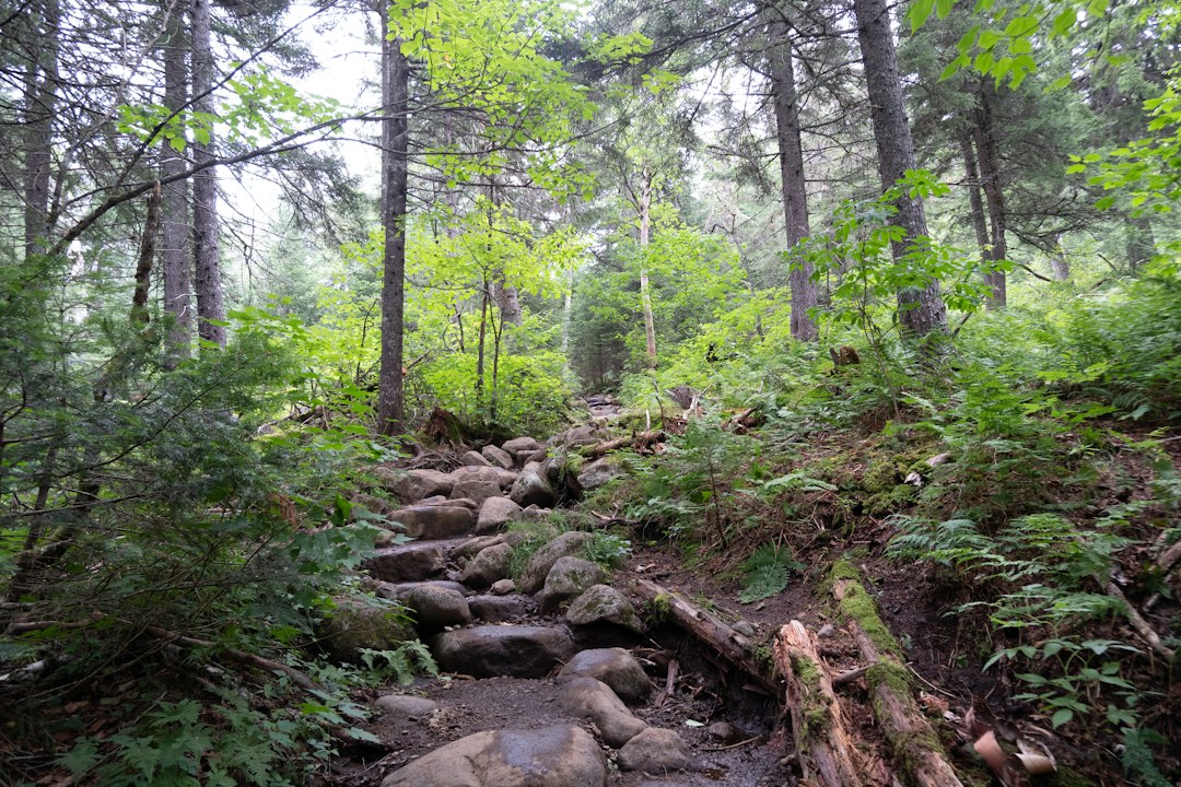 An image showcasing the breathtaking trails of Florianópolis