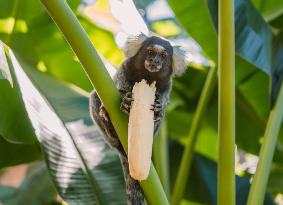 Ecoturismo e Educação Ambiental: Aprendendo com a Natureza