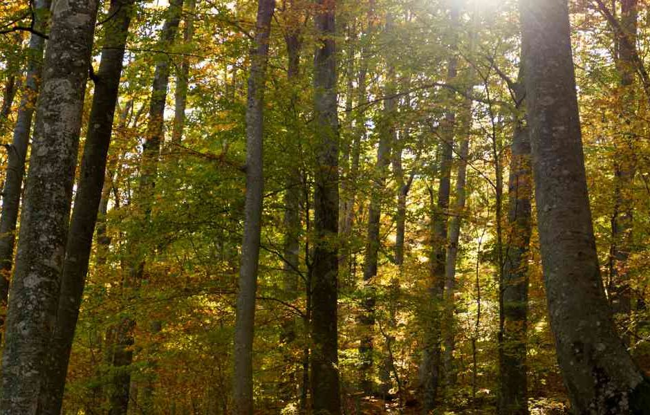 Como Utilizar o Sol e as Estrelas para Navegação na Floresta