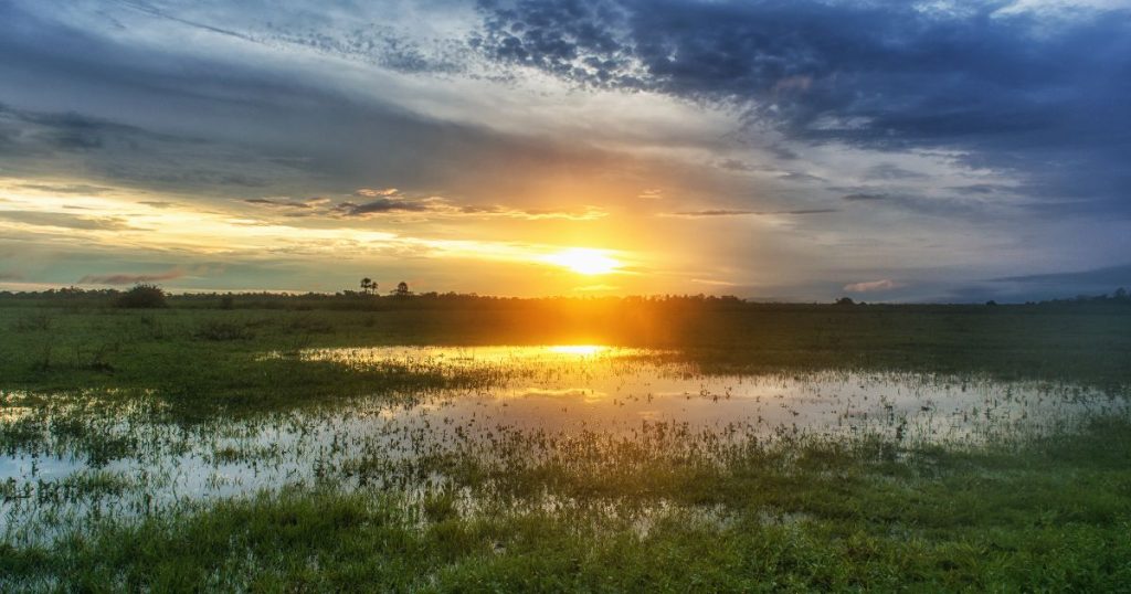 Pantanal